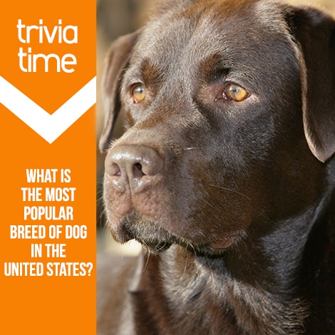 Trivia time: What is the most popular breed of dog in the United States