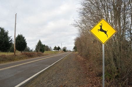 Deer crossing sign on empty road