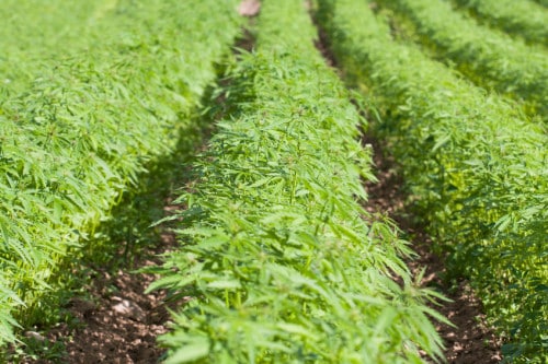 Field of hemp Cannabis Sativa